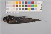 藏品(家燕)的圖片